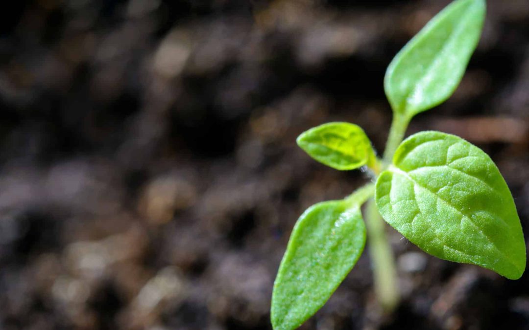 A New Season: Counting Blessings After a Challenging Year